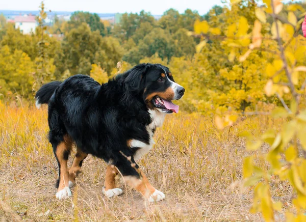 Berner Sennenhund Bakgrund Hösten Promenad — Stockfoto