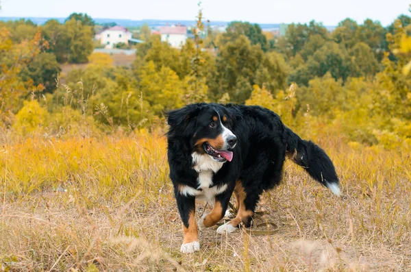 Berner Sennenhund Bakgrund Hösten Promenad — Stockfoto