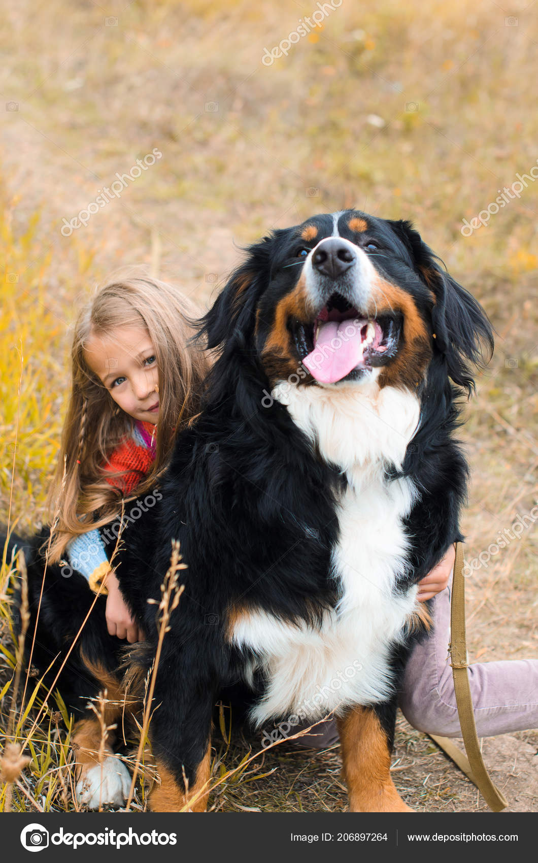 Happy Girl Hugging Her Big Dog Berner Sennenhund — Stock Photo