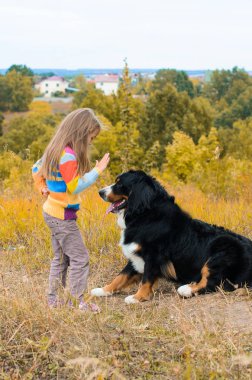 Eğitim büyük köpek yürümek-den geçerek sonbahar çayır nın Sennenhund için renkli kazak kızıdır