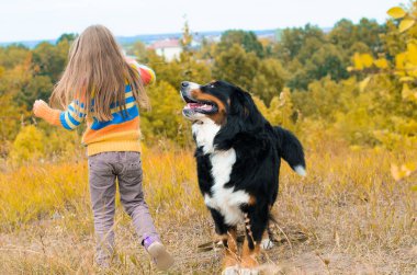 Eğitim büyük köpek yürümek-den geçerek sonbahar çayır nın Sennenhund için renkli kazak kızıdır