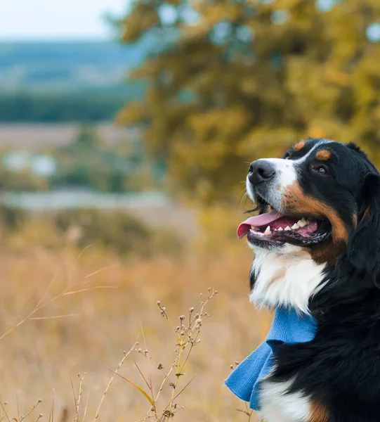 Berner Sennenhund Anjing Besar Berjalan Melalui Padang Rumput Musim Gugur — Stok Foto