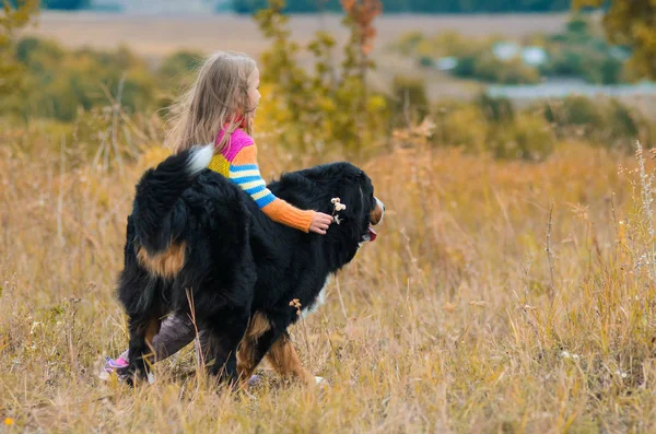 girl on walk with her four-legged friend on autumn fields Berner Sennenhund