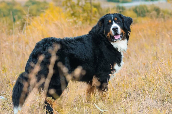 Berner Sennenhund Großer Hund Auf Spaziergang Durch Die Herbstwiese — Stockfoto