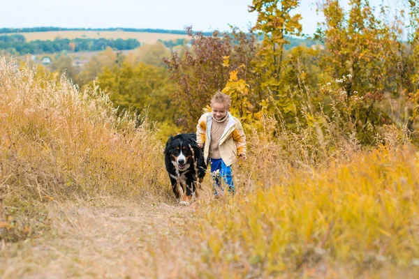 Junge Rennt Mit Großem Hund Auf Herbstlichem Berner Sennenhund Herum — Stockfoto