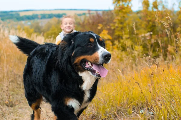 Berner Sennenhund Anjing Besar Berjalan Melalui Padang Rumput Musim Gugur — Stok Foto