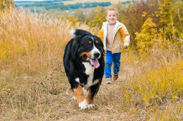 Niño Corre Con Perro Grande Las Colinas Otoño Carrera Berner — Foto de Stock