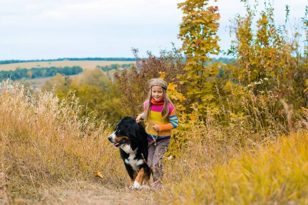 girl runs around with big dog on autumn hills of race Berner Sennenhund