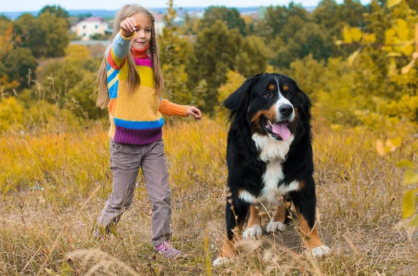 Girl Colorful Sweater Training Large Dog Walk Autumn Meadow Berner — Stock Photo, Image