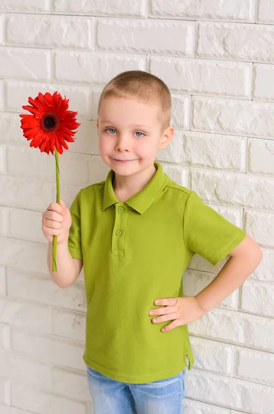 Kırmızı Gerbera Çiçek Beyaz Duvara Karşı Elinde Bir Yeşil Shirt — Stok fotoğraf