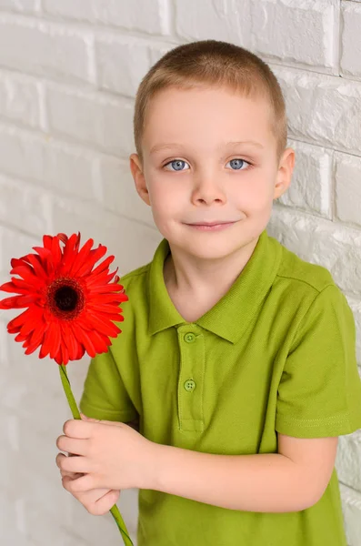 Boy Green Shirt Holding Red Gerbera Flower White Brick Wall — Stock Photo, Image