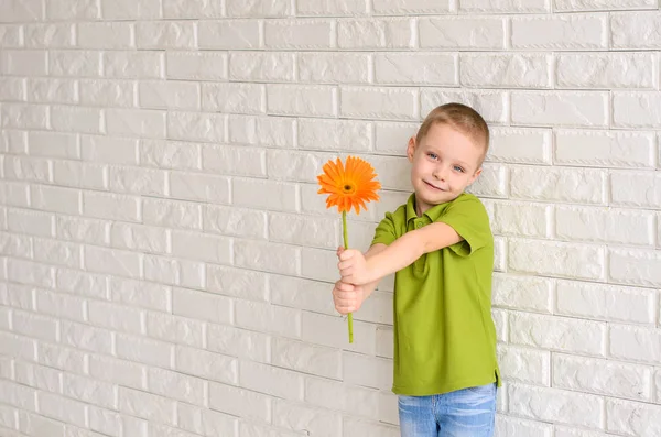 Pojke Grön Shirt Som Håller Orange Gerbera Blomma Mot Vit — Stockfoto