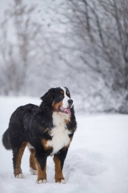 Nın Sennenhund büyük köpek yürüyüş ile kar kış manzara
