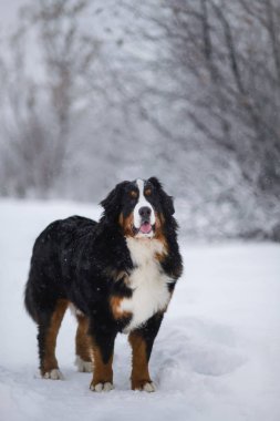 Harika portre güzel Bernese dağ köpeği konaklama