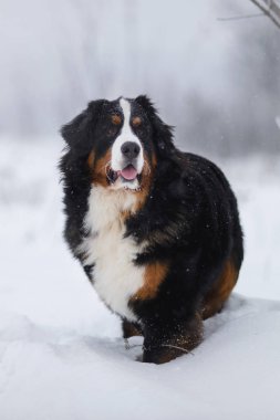 Nın Sennenhund büyük köpek yürüyüş ile kar kış manzara