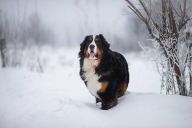 Nın Sennenhund büyük köpek yürüyüş ile kar kış manzara