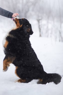 Nın Sennenhund büyük köpek yürüyüş ile kar kış manzara