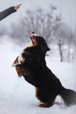 Nın Sennenhund büyük köpek yürüyüş ile kar kış manzara