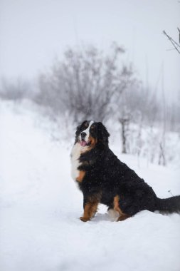 Nın Sennenhund büyük köpek yürüyüş ile kar kış manzara