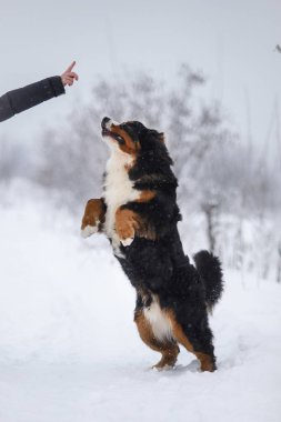 Nın Sennenhund büyük köpek yürüyüş ile kar kış manzara