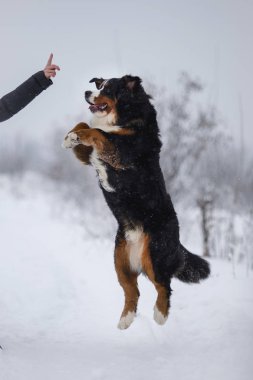 Nın Sennenhund büyük köpek yürüyüş ile kar kış manzara