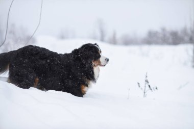 Nın Sennenhund büyük köpek yürüyüş ile kar kış manzara
