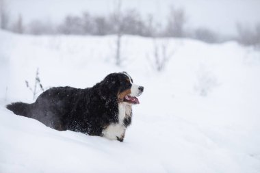 Nın Sennenhund büyük köpek yürüyüş ile kar kış manzara