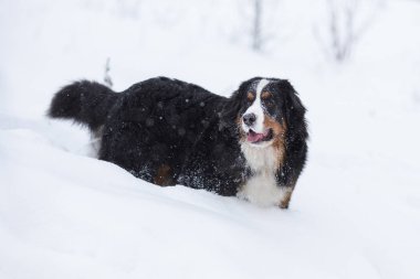 Harika portre güzel Bernese dağ köpeği konaklama