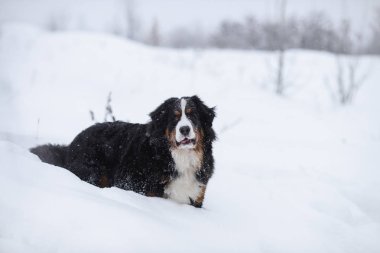 Nın Sennenhund büyük köpek yürüyüş ile kar kış manzara