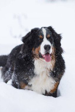 Harika portre güzel Bernese dağ köpeği konaklama