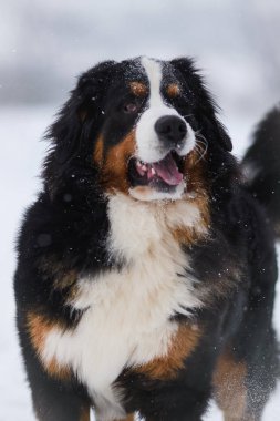 Harika portre güzel Bernese dağ köpeği konaklama