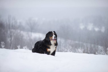 Nın Sennenhund büyük köpek yürüyüş ile kar kış manzara