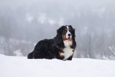 Harika portre güzel Bernese dağ köpeği konaklama