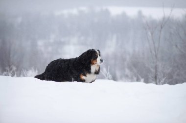 Nın Sennenhund büyük köpek yürüyüş ile kar kış manzara