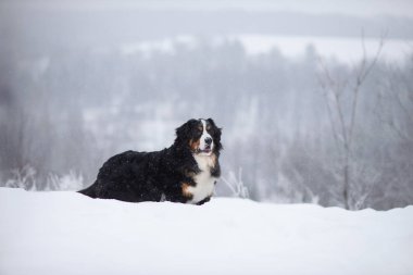 Nın Sennenhund büyük köpek yürüyüş ile kar kış manzara