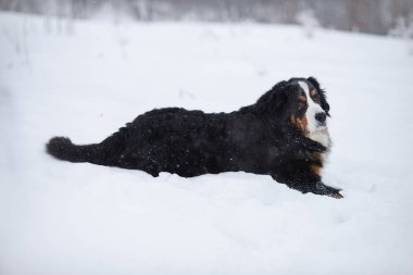 Nın Sennenhund büyük köpek yürüyüş ile kar kış manzara