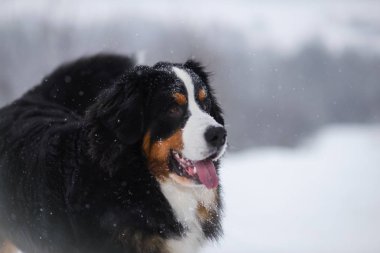 Nın Sennenhund büyük köpek yürüyüş ile kar kış manzara