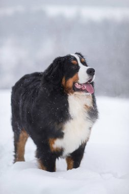 Nın Sennenhund büyük köpek yürüyüş ile kar kış manzara