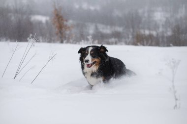 Nın Sennenhund büyük köpek yürüyüş ile kar kış manzara