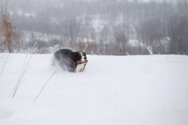 Nın Sennenhund büyük köpek yürüyüş ile kar kış manzara