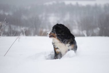 Nın Sennenhund büyük köpek yürüyüş ile kar kış manzara
