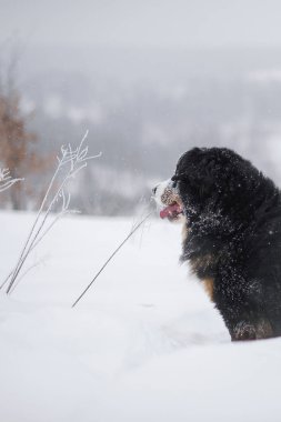 Nın Sennenhund büyük köpek yürüyüş ile kar kış manzara