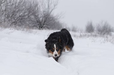 Nın Sennenhund büyük köpek yürüyüş ile kar kış manzara