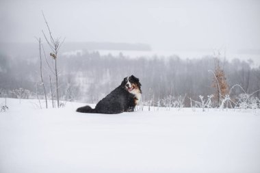 Nın Sennenhund büyük köpek yürüyüş ile kar kış manzara