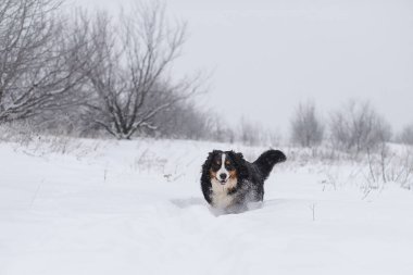 Nın Sennenhund büyük köpek yürüyüş ile kar kış manzara