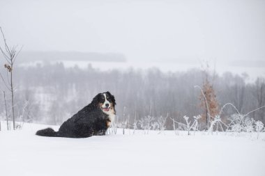Nın Sennenhund büyük köpek yürüyüş ile kar kış manzara