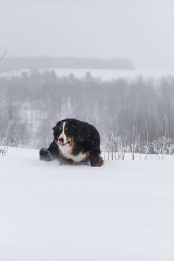 Nın Sennenhund büyük köpek yürüyüş ile kar kış manzara