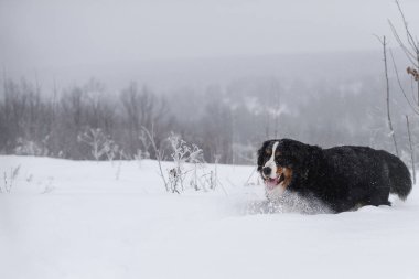 Nın Sennenhund büyük köpek yürüyüş ile kar kış manzara