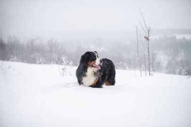 Nın Sennenhund büyük köpek yürüyüş ile kar kış manzara