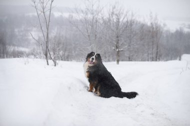 Nın Sennenhund büyük köpek yürüyüş ile kar kış manzara